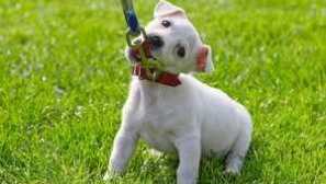 Как да научим кученце на яка и каишка?